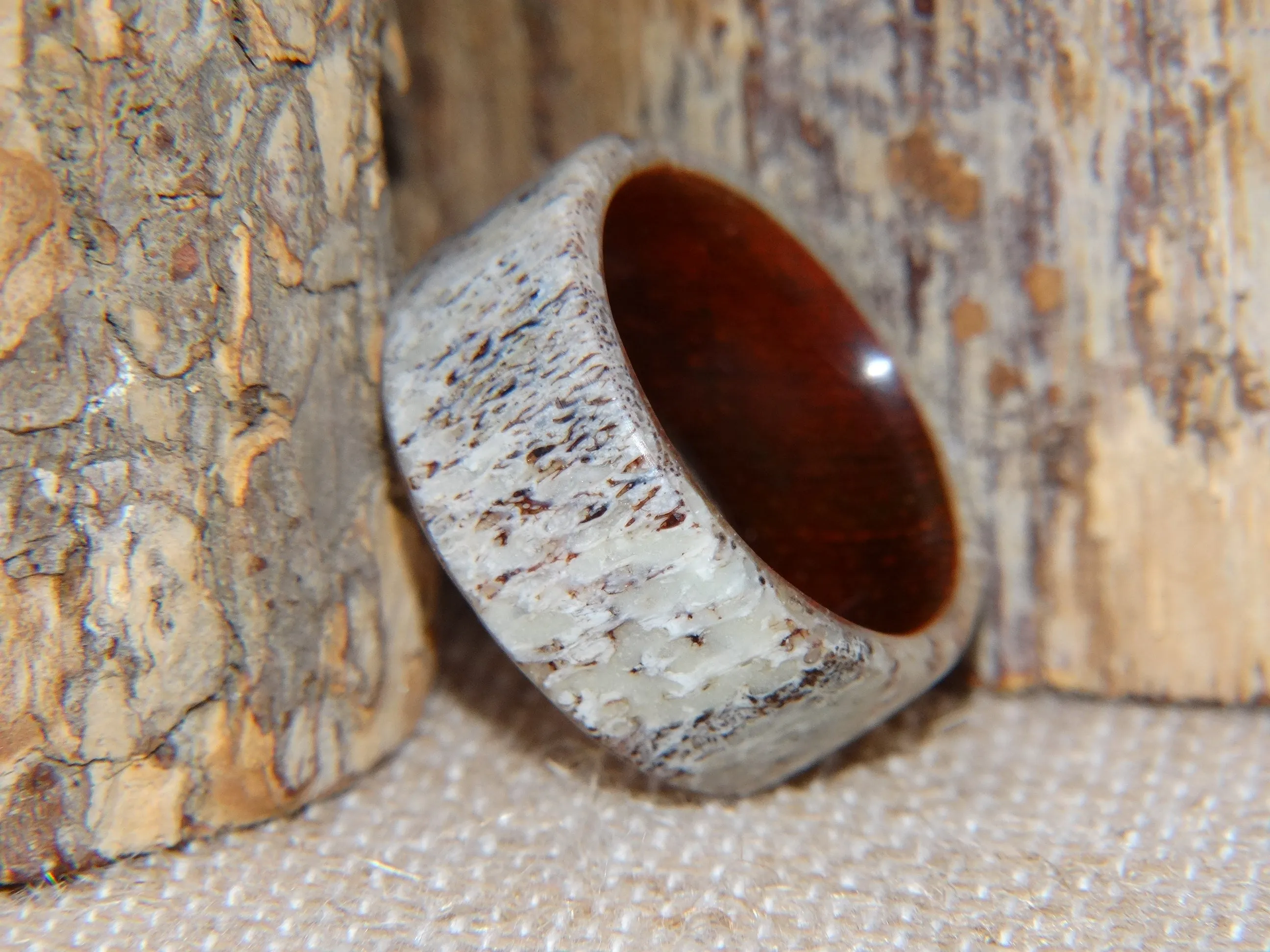 Bentwood Ring -  "Aglow" Deer Antler on Padauk Wood Core with Phosphorescent Stabilized
