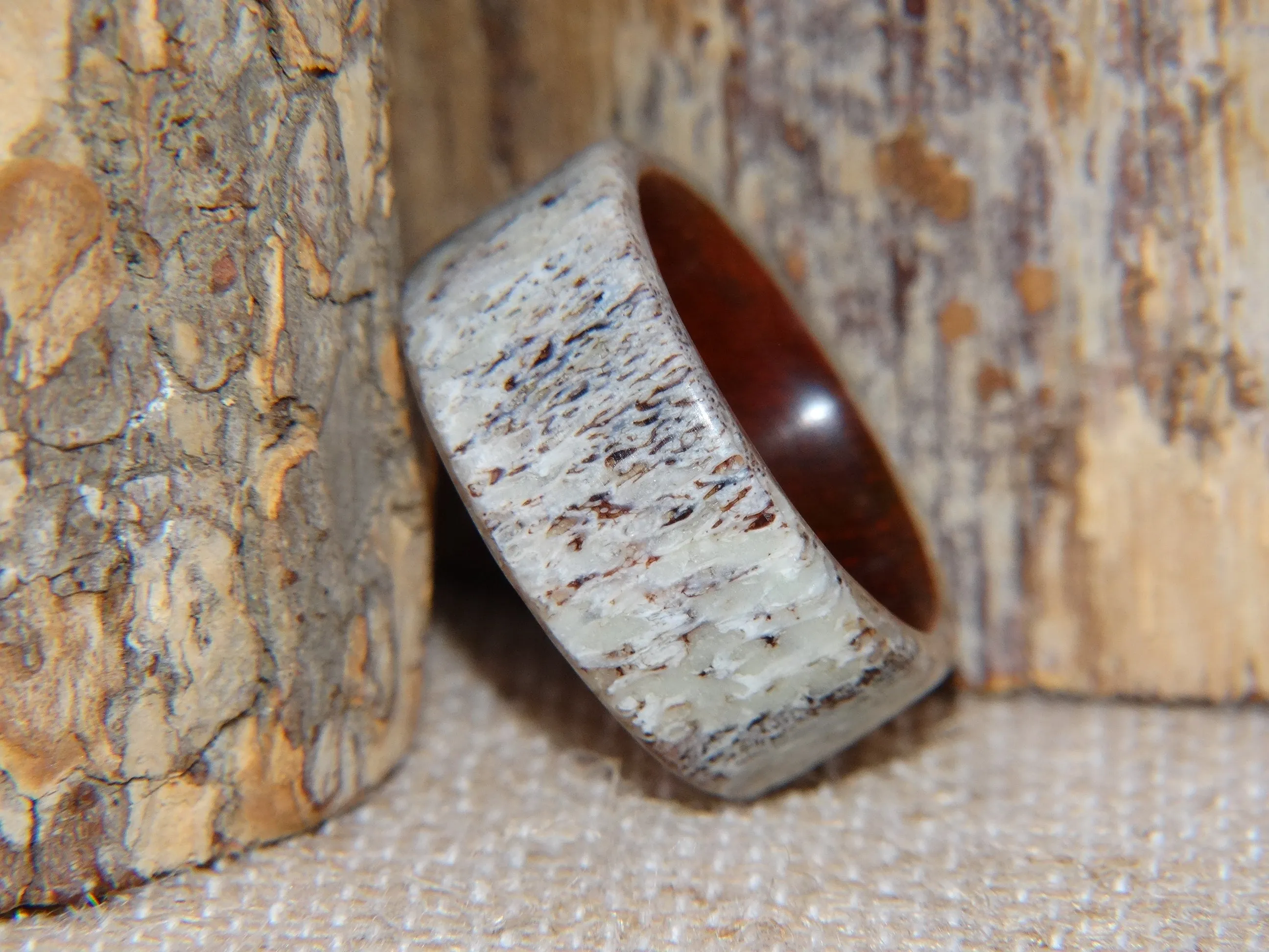 Bentwood Ring -  "Aglow" Deer Antler on Padauk Wood Core with Phosphorescent Stabilized